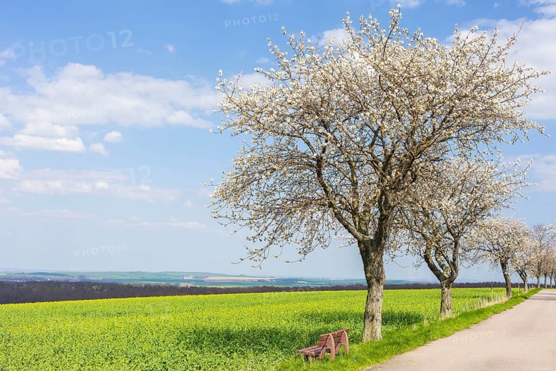 Fruit tree avenue in blossom, cherry tree (prunus) in blossom next to an almost blossoming rape field (brassica napus), Collm, Wermsdorf, Saxony, Germany, Europe