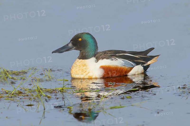 Shoveler (Spatula clypeata) in a wet meadow, spring, wildlife, Hüde, Ochsenmoor, Lake Dümmer, Hüde, Lower Saxony, Germany, Europe