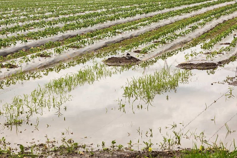 Young vegetable crops protected by plastic sheeting growing in field flooded and damaged by heavy rainfall due to climate change in summer, Quebec, Canada, North America