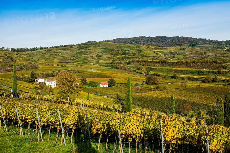 Vineyards and winery with palm trees and cypresses in autumn, Blankenhornsberg, near Ihringen, Kaiserstuhl, Baden-Württemberg, Germany, Europe