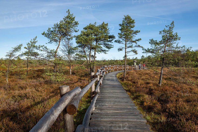 Plank path through the Black Moor, blue sky, near Fladungen, Bavarian Rhön Biosphere Reserve, Bavaria