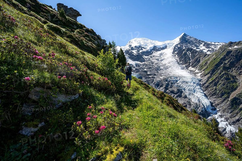Mountaineer between alpine roses on a hiking trail, impressive mountain landscape with glacier, view of glacier Glacier de Taconnaz, hike La Jonction, Chamonix, Haute-Savoie, France, Europe