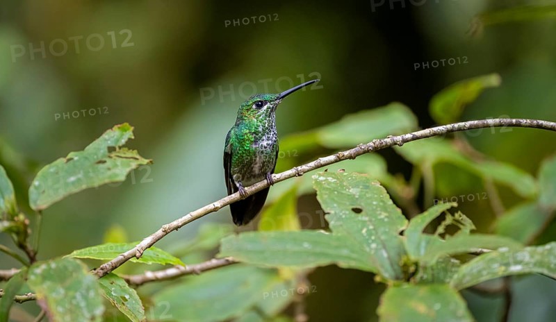 Green-fronted Brilliant Hummingbird (Heliodoxa jacula) sitting on a branch, Monteverde Cloud Forest, Monte Verde, Costa Rica, Central America