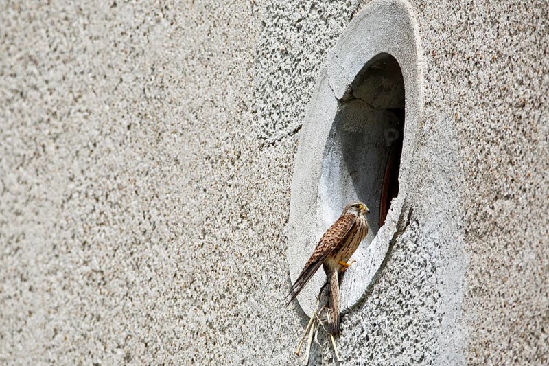 Kestrel (Falco tinnunculus) at the breeding site, Common Kestrel at the entrance hole of a house wall, Dessau-Roßlau, Saxony-Anhalt, Germany, Europe