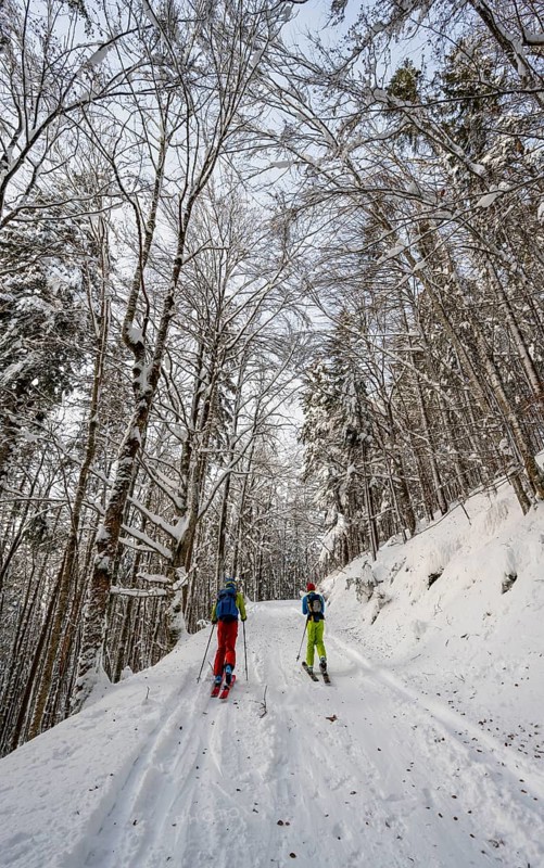Two ski tourers in a snowy forest, ascent to Simetsberg, Estergebirge, Bavarian Prealps, Bavaria Germany