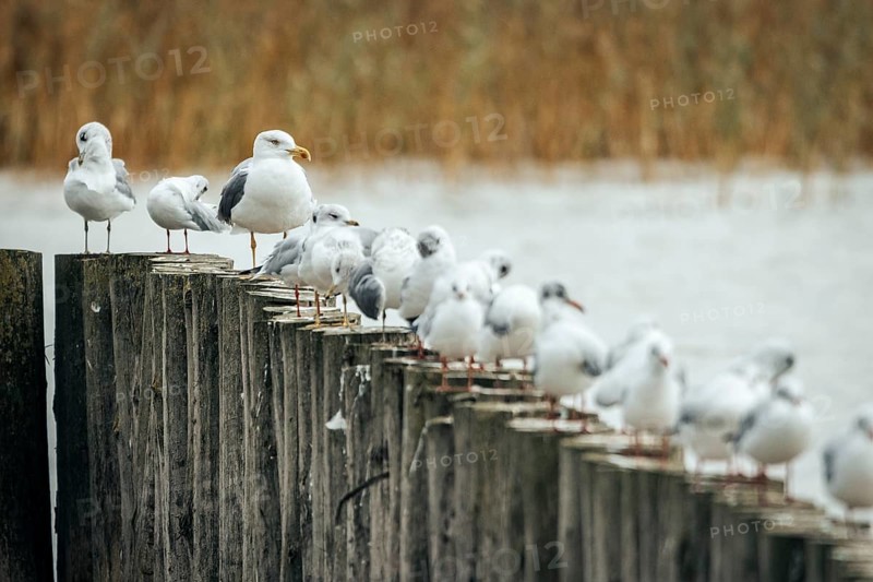 Gulls (Larinae) sitting densely packed on wooden piles on the shore, Lake Neusiedl, Burgenland, Austria, Europe