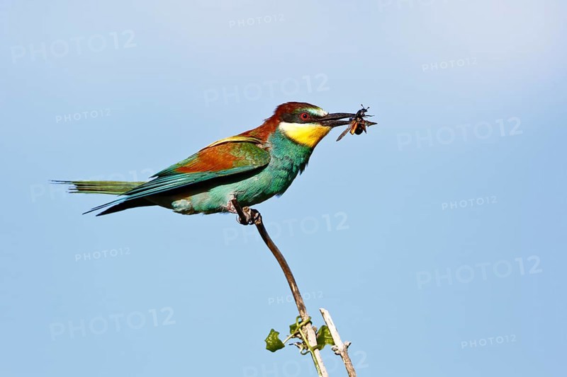 Bee-eater (Merops apiaster), bird on a perch with an insect in its beak, Salzlandkreis, Saxony-Anhalt, Germany, A colourful bird sits on a branch with a bee in its beak in front of a blue sky, Bee-eater (Merops apiaster), bird on a perch with an insect in its beak, Salzlandkreis, Saxony-Anhalt, Germany, Europe