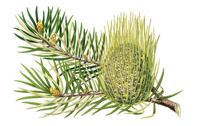 Abies bracteata, fir, also known as Santa Lucia fir, plant and flower, digitally reworked reproduction of an original from the 19th century