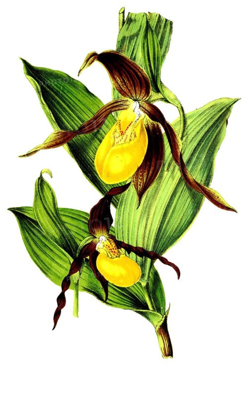 Cypripedium pubescens, Cypripedium macranthos, plant and flower, digitally reworked reproduction of an original from the 19th century