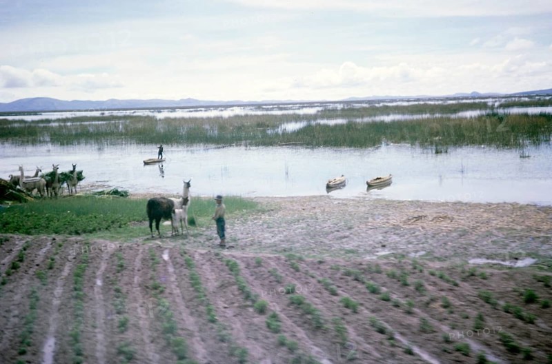 Subtitle: Llamas at Lake Titicaca, Peru or Bolivia, South America, 1962 Location not known