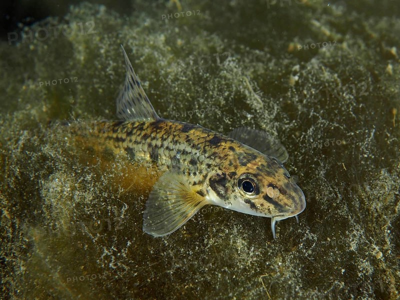 A gudgeon (Gobio gobio) moves over a structured substrate and shows its fins, dive site Zollbrücke, Rheinau, Canton Zurich, Rhine, High Rhine, Switzerland, Germany, Europe
