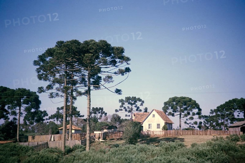 Paraná pines, Araucaria angustifolia, growing around a farmhouse on a farm near Curitiba, Paraná state, Brazil 1962