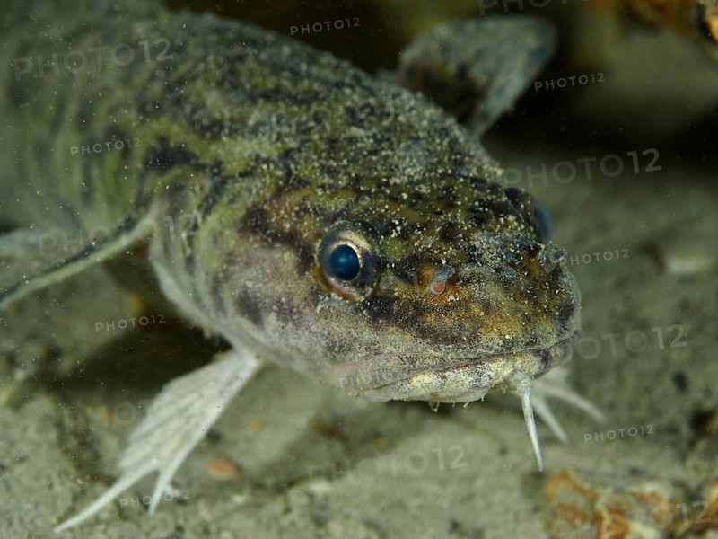 Portrait, close-up of burbot (Lota lota), dive site Kleiner Parkplatz, Herrliberg, Lake Zurich, Canton Zurich, Switzerland, Europe