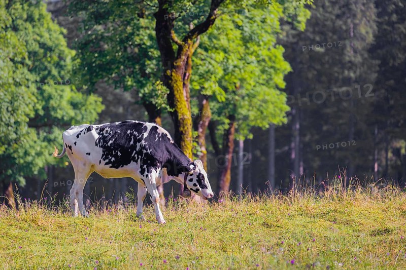 A Holstein Friesian cattle grazing on the alpine pasture with maple trees, Eng valley, Austria, Europe