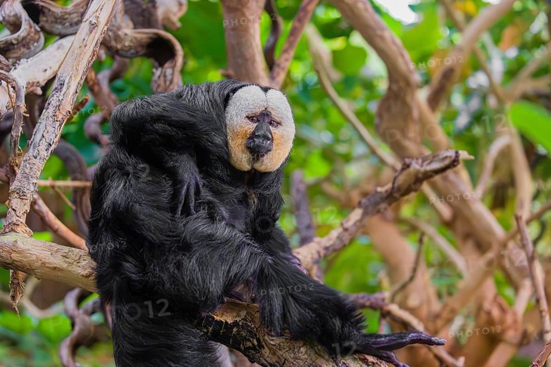 Portrait of a male white-faced saki (Pithecia pithecia) sitting in a tree