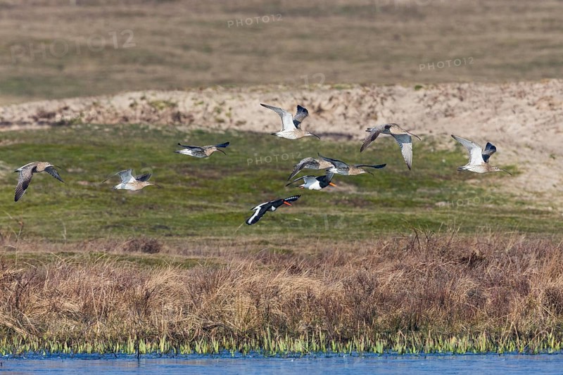 Curlew (Numenius arquata), a flock of adult birds in flight above a lake, migrating north, Texel, Holland