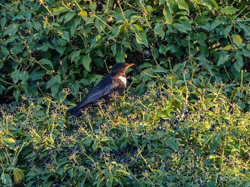 Ring Ousel (Turdus torquatus), adult male, perched in an ivy plant and eating the berries, Hesse, Germany, Europe