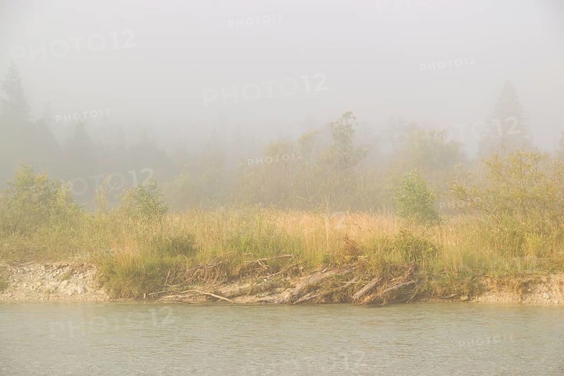 Isar valley nature conservancy area. The wild Isar river flows through its gravel bed past driftwood and entrained trees and bushes . Early morning with dense fog