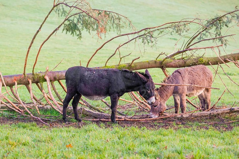A domestic donkey, Equus (africanus) asinus stands on a green paddock