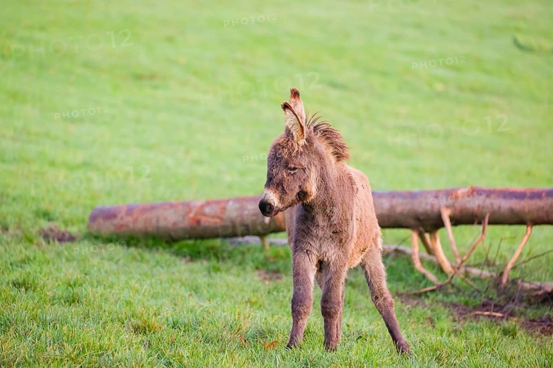 A domestic donkey, Equus (africanus) asinus stands on a green paddock