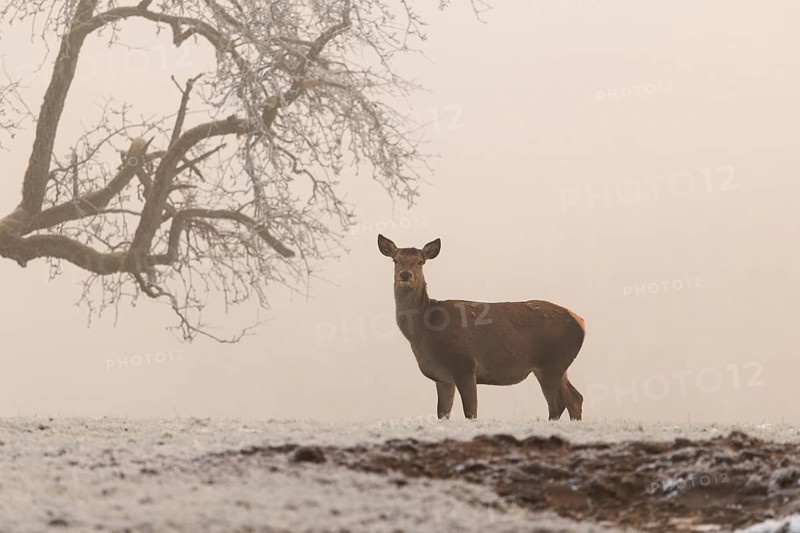 A female red deer (Cervus elaphus) stands next to a pear tree in dense fog on a meadow covered with hoarfrost