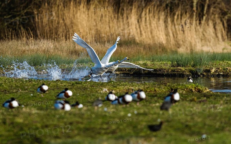 Tundra Swan, Bewick's Swan, Cygnus columbianus in flight at winter in Slimbridge, England, United Kingdom, Europe