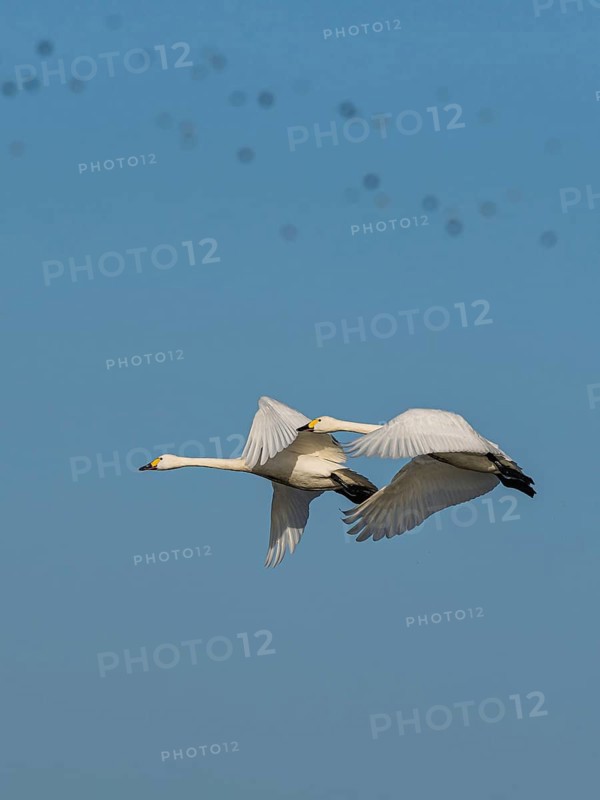 Tundra Swan, Bewick's Swan, Cygnus columbianus in flight at winter in Slimbridge, England, United Kingdom, Europe