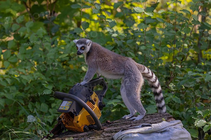 One ring-tailed lemur (Lemur catta) with a chainsaw on a log. A green forest in the background