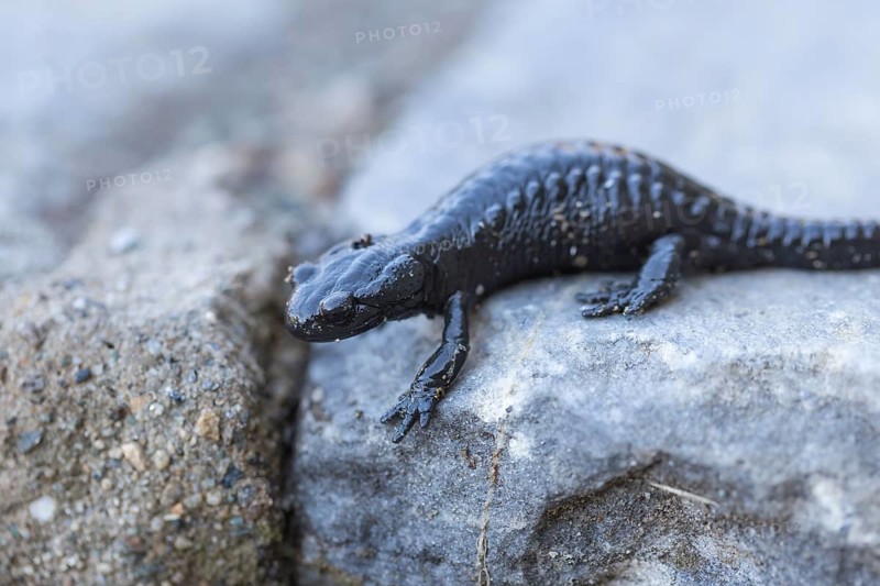 Salamandra atra, alpine salamander, sitting on rock, 2400 meters sea level, Grossglockner High Alpine Road, Austria, Europe