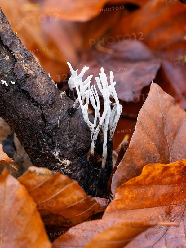 Candle-snuff Fungus (Xylaria hypoxylon), growing on dead wood on woodland floor, in autumn, Hesse, Germany, Europe
