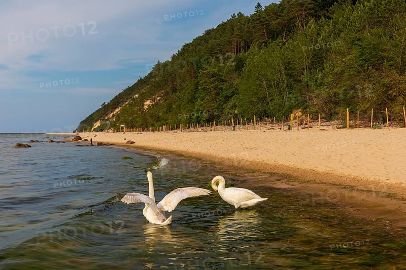 Two mute swans (Cygnus Olof)at a beach of the baltic sea. Beach at sunset, close to Miedzyzdroje (Misdroy), a village in Kamien Pomorski County, West Pomeranian Voivodeship, in northern Poland and the Wolin National Park