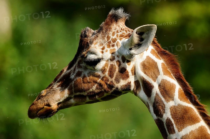 Side view of a giraffe with distinctive fur pattern in the green background, reticulated giraffe (Giraffa camelopardalis reticulata), captive