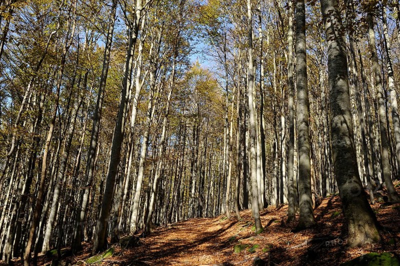 Autumn forest with dense foliage and shady ground, Lusen, Bavarian Forest National Park