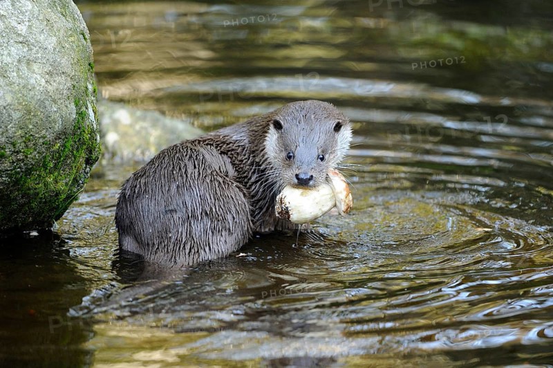 An otter sits in the water and holds a porcini mushroom in its mouth, otter (Lutra lutra), Bavarian Forest National Park