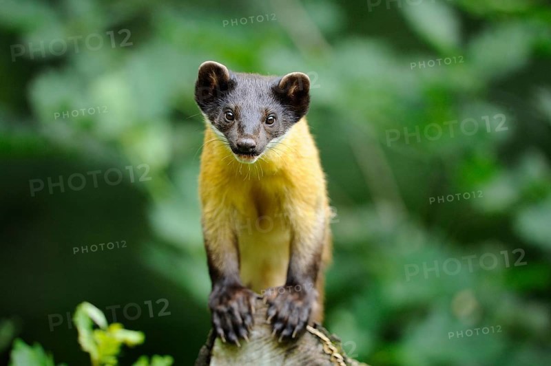 A marten stands on a tree trunk and looks into the camera with attentive eyes, coloured marten, Charsas (Martes flavigula), captive