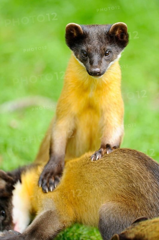 One marten standing on another while looking directly into the camera, coloured marten, Charsas (Martes flavigula), captive