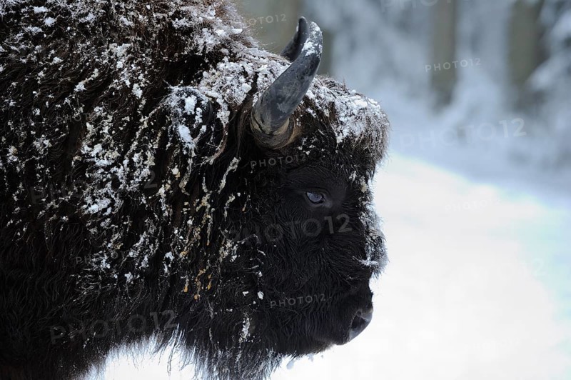 A bison in the snow with frost-covered fur in a wintry environment, bison (Bos bonasus), Bavarian Forest National Park