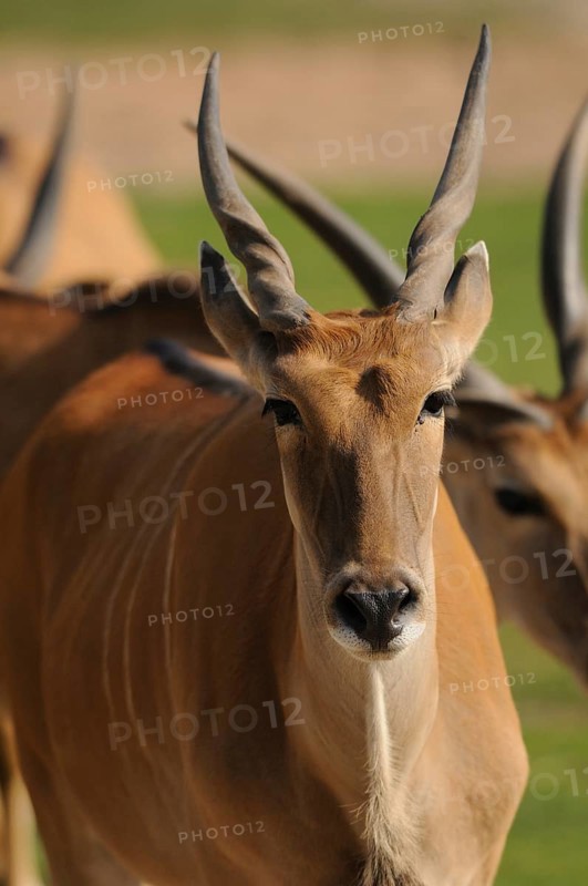 Close-up of an antelope with long horns on a safari in a natural environment, eland (Taurotragus oryx), captive