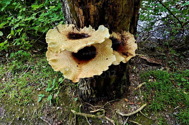 Dryad's saddle or dryad's saddle (Cerioporus squamosus, syn. Polyporus squamosus), on dead wood, Switzerland, Europe