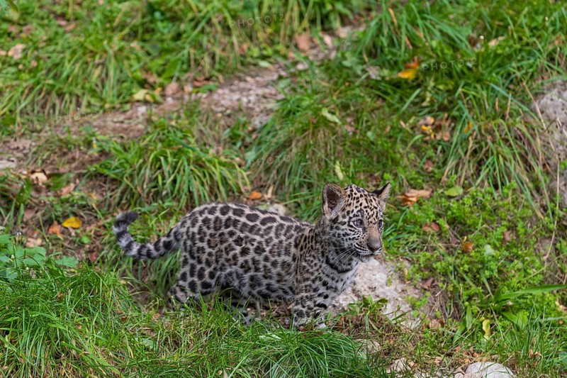 One male jaguar baby (Panthera onca), 10 weeks old, walking over a hilly meadow with some conglomerate rocks