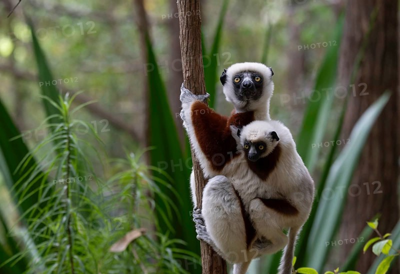 Coquerell Sifaka with juvenile (Propithecus coquerelli) in the forests of Ankarafantsika National Park West Madagascar