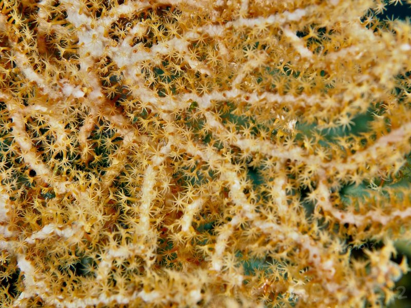 Close-up of Yellow gorgonian (Echinogorgia) with fine, detailed patterns, dive site Prapat, Penyapangan, Bali, Indonesia, Asia
