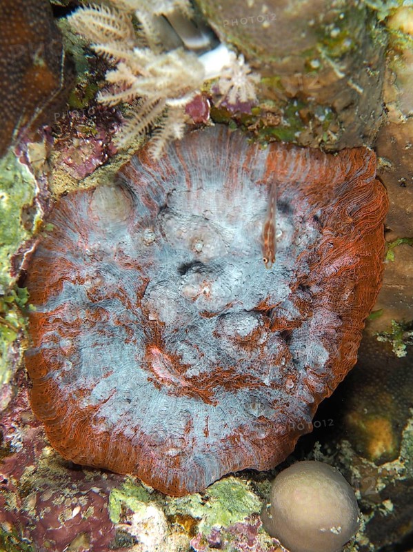 Close-up of a red-grey structured large polyp stony coral (Blue Chalice) on the seabed, dive site House Reef Mangrove Bay, El Quesir, Egypt, Red Sea, Africa