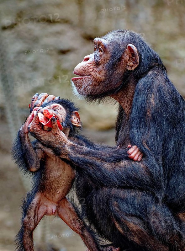 Animal portrait, Western chimpanzee (Pan troglodytes verus) playing with young, captive, distribution central and western Africa