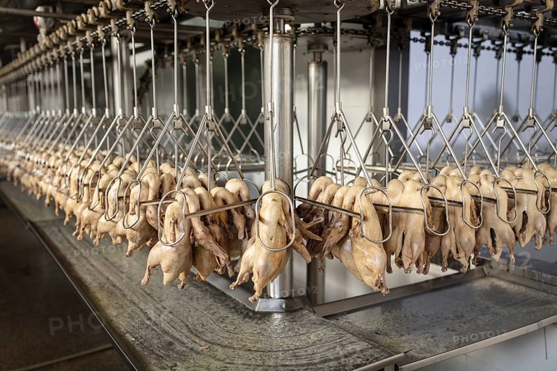 Production of salted ducks in the Nan Jing Ying Tao Yo Co. Ltd. factory, for consumption in restaurants but also for sale as durable products and as souvenirs, the frozen ducks come from the duck farms, are salted, brined, dried and scalded, Nanjing, China, Asia