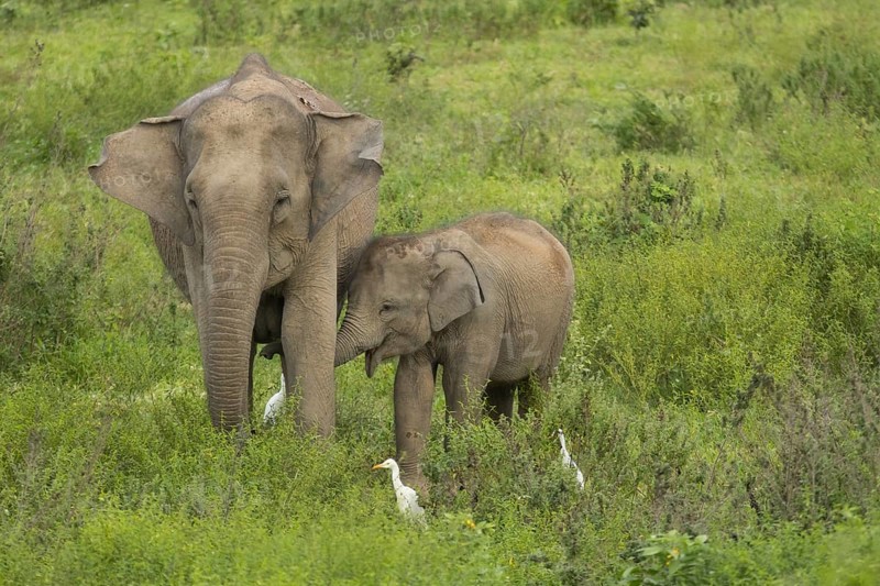 Indian elephants (Elephas maximus indicus), Khiri Khan, Hua Hin, Kui Buri National Park, Thailand, Asia