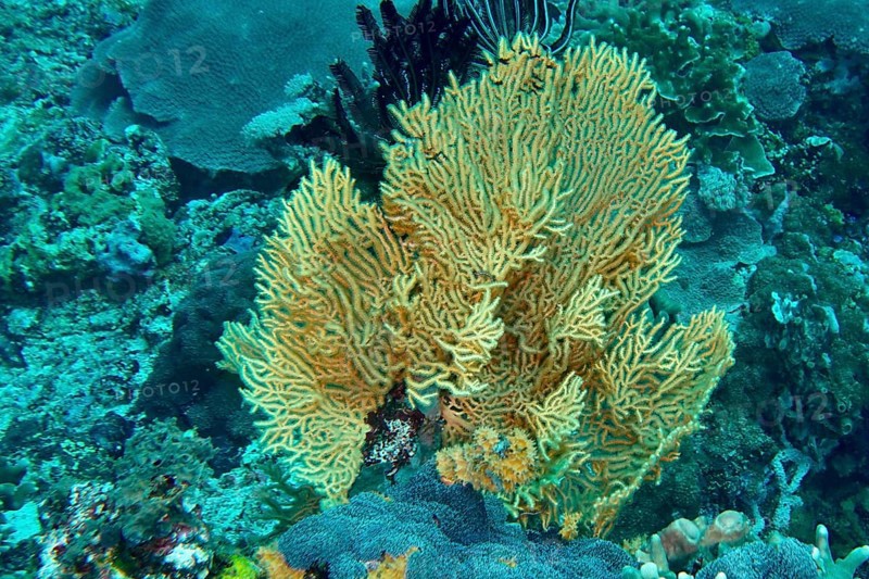 Vivid fan-shaped Yellow gorgonian (Echinogorgia) in turquoise water, dive site SD, Nusa Ceningan, Nusa Penida, Bali, Indonesia, Asia