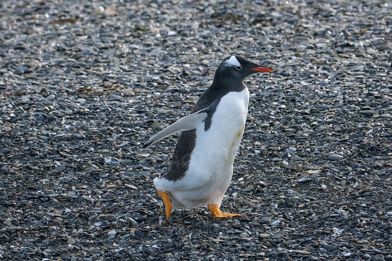 Ushuaia, Tierra del Fuego, Argentina, Gentoo penguins on Isla Martillo in the Beagle Channel, South America