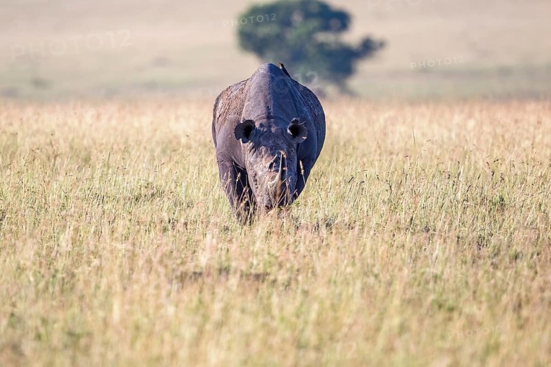 Black rhinoceros (Diceros bicornis) walking on the grass savanna in east africa, Maasai Mara National Reserve, Kenya, Africa