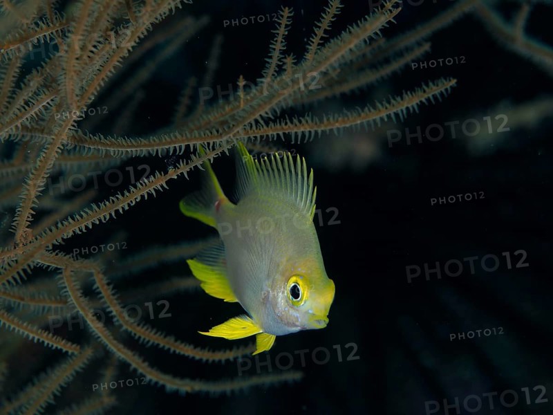 Golden damselfish (Amblyglyphidodon aureus) swimming in calm black water between corals, dive site Spice Reef, Penyapangan, Bali, Indonesia, Asia